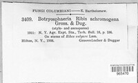 Neofusicoccum ribis image